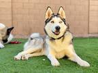 Adopt Skye a Gray/Silver/Salt & Pepper - with White Husky / Mixed dog in Marana