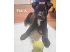 Adopt Philadelphia Frank a Black Shepherd (Unknown Type) dog in Peoria