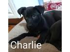 Adopt Philadelphia Charlie a Black Shepherd (Unknown Type) dog in Peoria