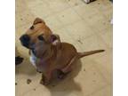 Adopt Milo a Red/Golden/Orange/Chestnut American Pit Bull Terrier / Weimaraner /