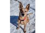 Adopt Barzona a Red/Golden/Orange/Chestnut - with White Australian Cattle Dog