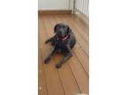 Adopt Storm a Black Labrador Retriever / Chesapeake Bay Retriever / Mixed dog in