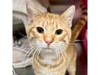 Adopt Junker Pete a Orange or Red Tabby Domestic Shorthair / Mixed (short coat)