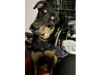 Adopt Rory a Black Doberman Pinscher / Shepherd (Unknown Type) / Mixed dog in