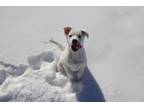 Adopt Buddah a White Mixed Breed (Medium) / Labrador Retriever / Mixed dog in