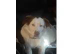 Adopt Bubba a Brown/Chocolate - with White Pointer / Canaan Dog / Mixed dog in