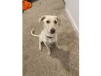 Adopt Luna a Tan/Yellow/Fawn Labrador Retriever / Mixed dog in Denver