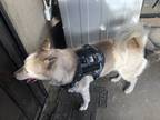 Adopt Nova a Tan/Yellow/Fawn Husky / Mixed dog in San Jose, CA (37249614)