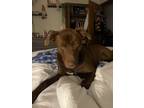 Adopt Koda a Brown/Chocolate Labrador Retriever / Mixed dog in Macon