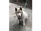 Adopt Max a White Husky / Mixed dog in San Jose, CA (37249535)