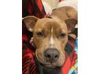 Adopt Isa a Tan/Yellow/Fawn - with White American Pit Bull Terrier / Mixed dog