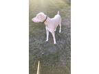 Adopt Rowdy a White Doberman Pinscher / Mixed dog in Lincolnton, NC (37247442)