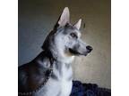 Adopt Glacier a Black - with White German Shepherd Dog / Husky / Mixed dog in