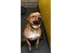 Adopt Rolo a White Mixed Breed (Medium) dog in Richmond, IN (34637269)
