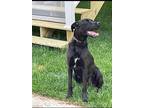 Adopt Lolly a Black - with White Labrador Retriever / Great Dane / Mixed dog in