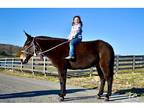 Gaited Trail Lesson Molly Mule