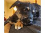 Adopt BOSTON a Terrier, German Shepherd Dog