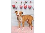 Adopt DUCES a Pit Bull Terrier, Mixed Breed
