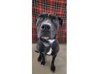 Adopt Toothless a Pit Bull Terrier