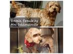 Adopt Emmie a Goldendoodle, Miniature Poodle
