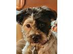 Adopt Sebby a Wirehaired Terrier