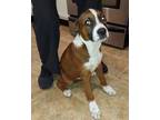 Adopt Jumbo Bean ( foster to adopt needed ) a Boxer, Great Dane