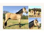 Available on [url removed] - Registered Tennessee Walking Horse - All Around