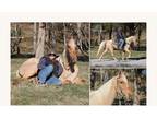 Available on [url removed] - Tennessee Walking Horse - Show, Trail