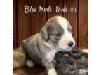 Blue Merle Male #1