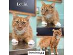 Adopt Louie a Domestic Long Hair
