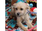 Adopt Taffy a Yorkshire Terrier