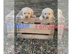 Labrador Retriever PUPPY FOR SALE ADN-550133 - Labrador Retrievers