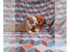 Boston Terrier PUPPY FOR SALE ADN-550125 - AKC Lilac Male