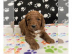 Goldendoodle-Poodle (Miniature) Mix PUPPY FOR SALE ADN-550044 - Dark Red Mini