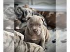 American Pit Bull Terrier PUPPY FOR SALE ADN-550130 - Champagne Male