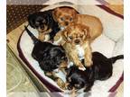 Cavalier King Charles Spaniel PUPPY FOR SALE ADN-549997 - READY NOW AKC BLACK