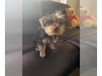 Yorkshire Terrier PUPPY FOR SALE ADN-550156 - Yorkie Puppies