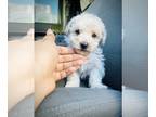 Poodle (Toy) PUPPY FOR SALE ADN-550056 - Purebred French Poodle Toy