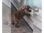 Bordoodle PUPPY FOR SALE ADN-550031 - Star Puppies of Florida Bordoole Puppies