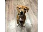 Adopt Kenny a Pit Bull Terrier, Boxer
