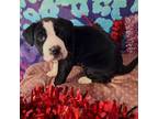 Adopt Candy a Mixed Breed
