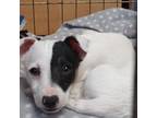 Adopt Lesi a Jack Russell Terrier