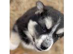 Adopt Lena a Siberian Husky, Australian Shepherd