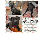 Adopt Wednesday a Pit Bull Terrier