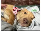 Adopt Artie a Labrador Retriever