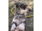Adopt Fozzie Bear a Miniature Poodle, Dachshund