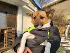 Adopt Danny a Jindo, Jack Russell Terrier