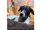 Adopt Haley a German Shorthaired Pointer