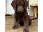 Labradoodle Puppy for sale in Arnold, MD, USA