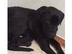 Adopt Max a Black - with White Labradoodle / German Shepherd Dog / Mixed dog in